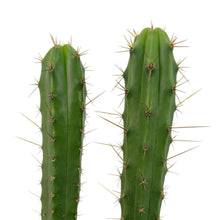 Load image into Gallery viewer, Trichocereus Hybrids | Exact Hybrid Crosses

