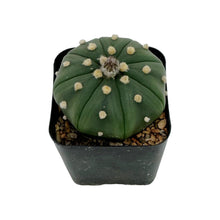 Load image into Gallery viewer, Astrophytum asterias | Sand Dollar Cactus
