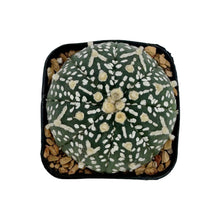 Load image into Gallery viewer, Astrophytum asterias | Sand Dollar Cactus

