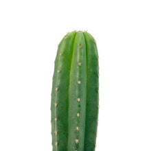 Load image into Gallery viewer, Trichocereus Hybrids | Exact Hybrid Crosses
