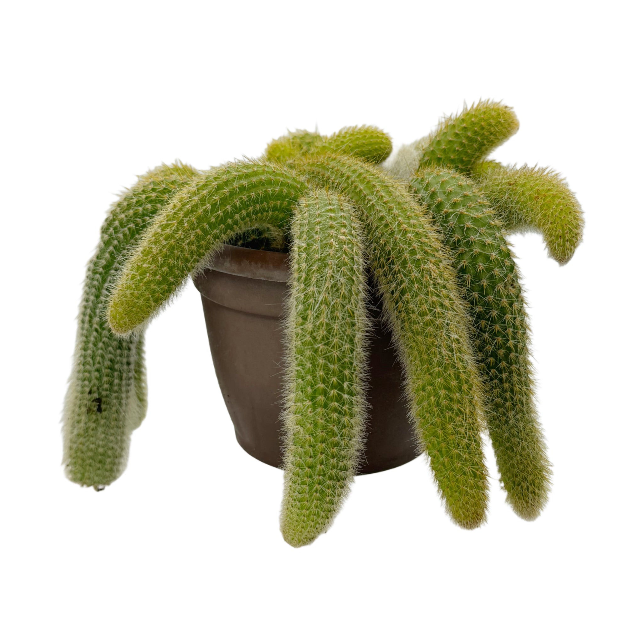 Cleistocactus colademononis