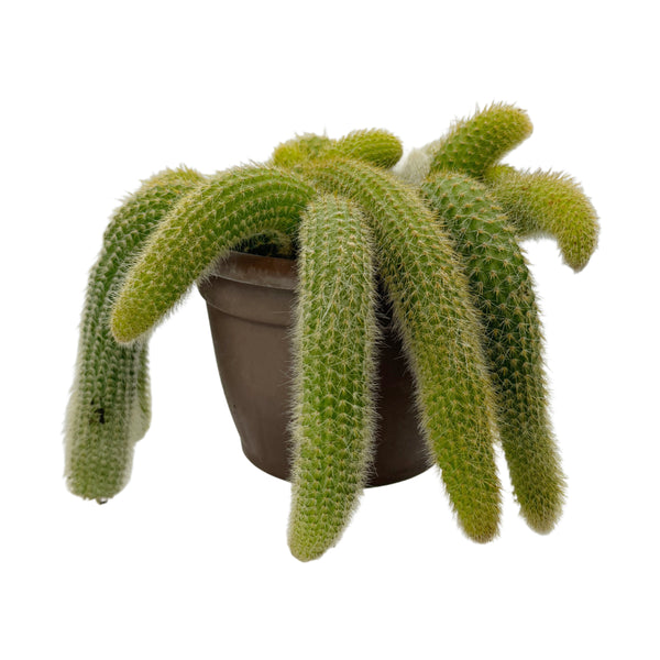 types of monkey tail cactus Cleistocactus colademononis