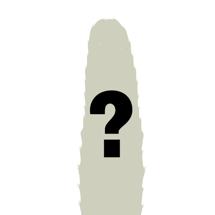 Noid Trichocereus Cactus | Lost Label Trichocereus - Mystery (No-ID Trichocereus Cactus) / Small (8-12 inch) - San Pedro Source