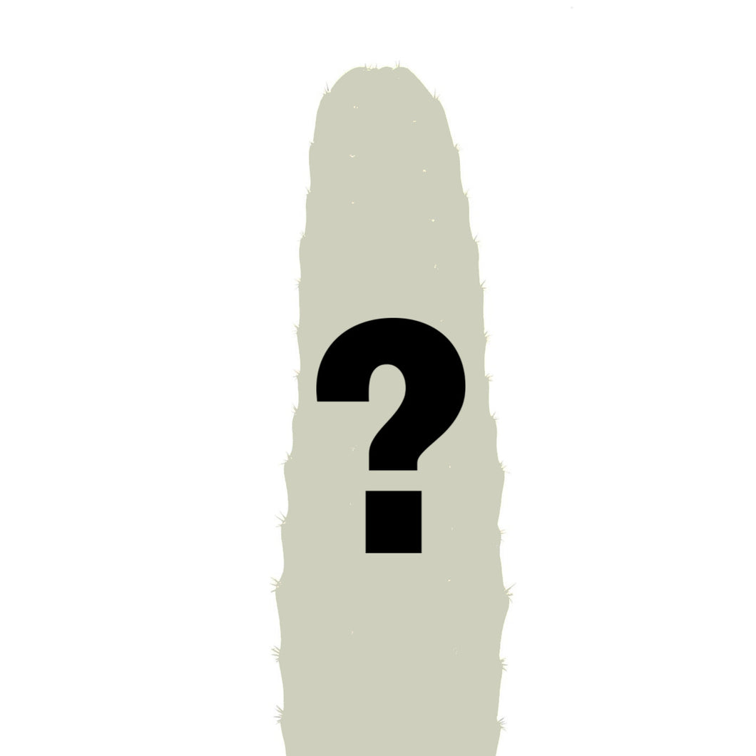 Noid Trichocereus Cactus | Lost Label Trichocereus - Mystery (No-ID Trichocereus Cactus) / Small (8-12 inch) - San Pedro Source