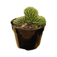Load image into Gallery viewer, Trichocereus Pachanoi Cristata | Crested San Pedro Cactus
