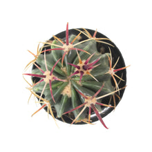 Load image into Gallery viewer, Ferocactus Latispinus | Devil’s Tongue Cactus - 2.5 inch - San Pedro Source
