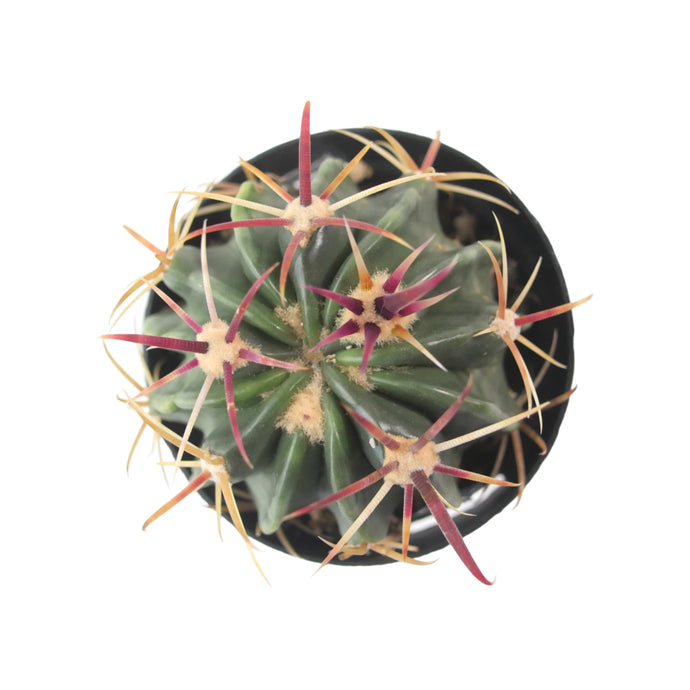 Ferocactus Latispinus | Devil’s Tongue Cactus - 2.5 inch - San Pedro Source