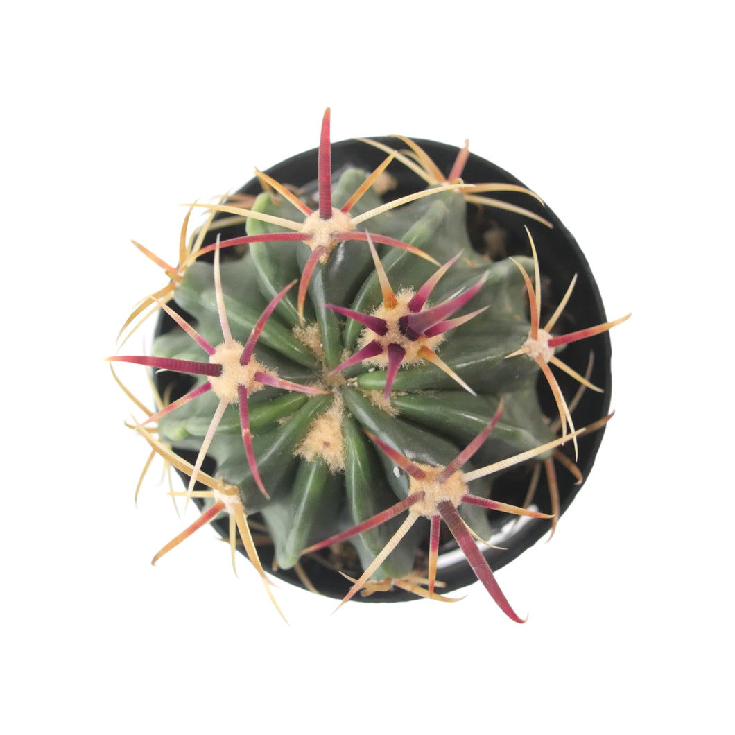 Ferocactus Latispinus | Devil’s Tongue Cactus - 2.5 inch - San Pedro Source