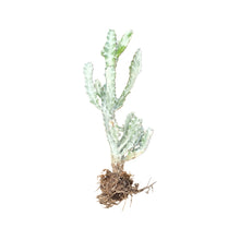 Load image into Gallery viewer, Euphorbia Lactea Variegata | White Ghost Euphorbia
