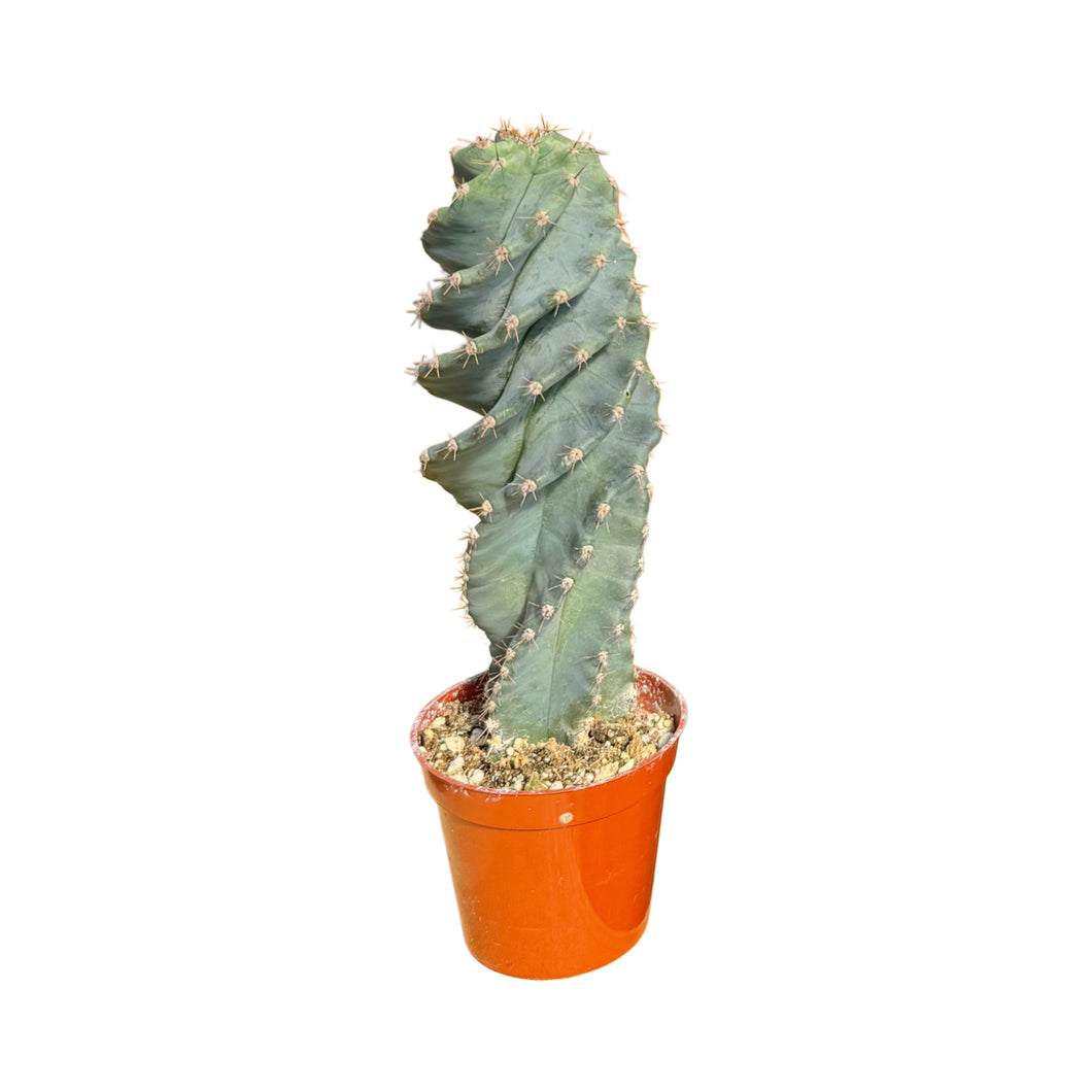 Cereus forbesii Spiralis | Spiral Cactus - Rooted / 4 inch pot - San Pedro Source