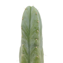 Load image into Gallery viewer, Trichocereus Huanucoensis - Small Cutting (8-12 inch) - San Pedro Source

