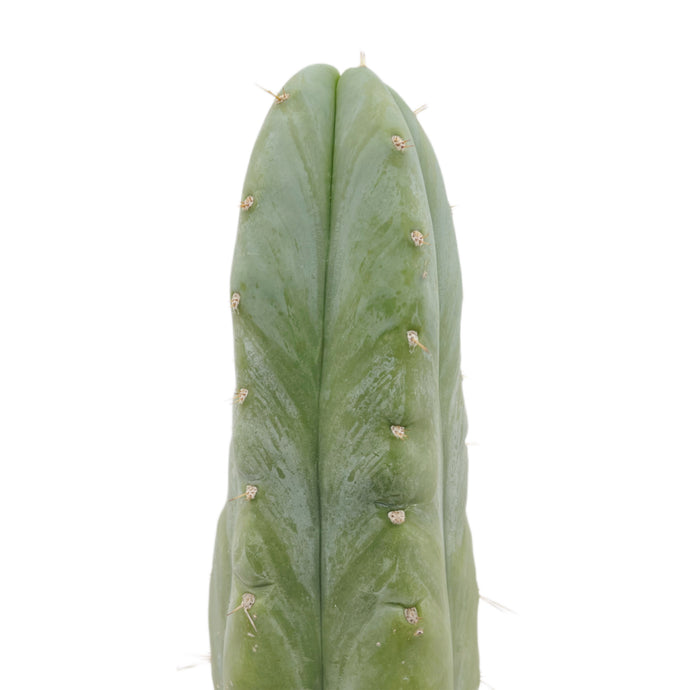 Trichocereus Huanucoensis - Small Cutting (8-12 inch) - San Pedro Source