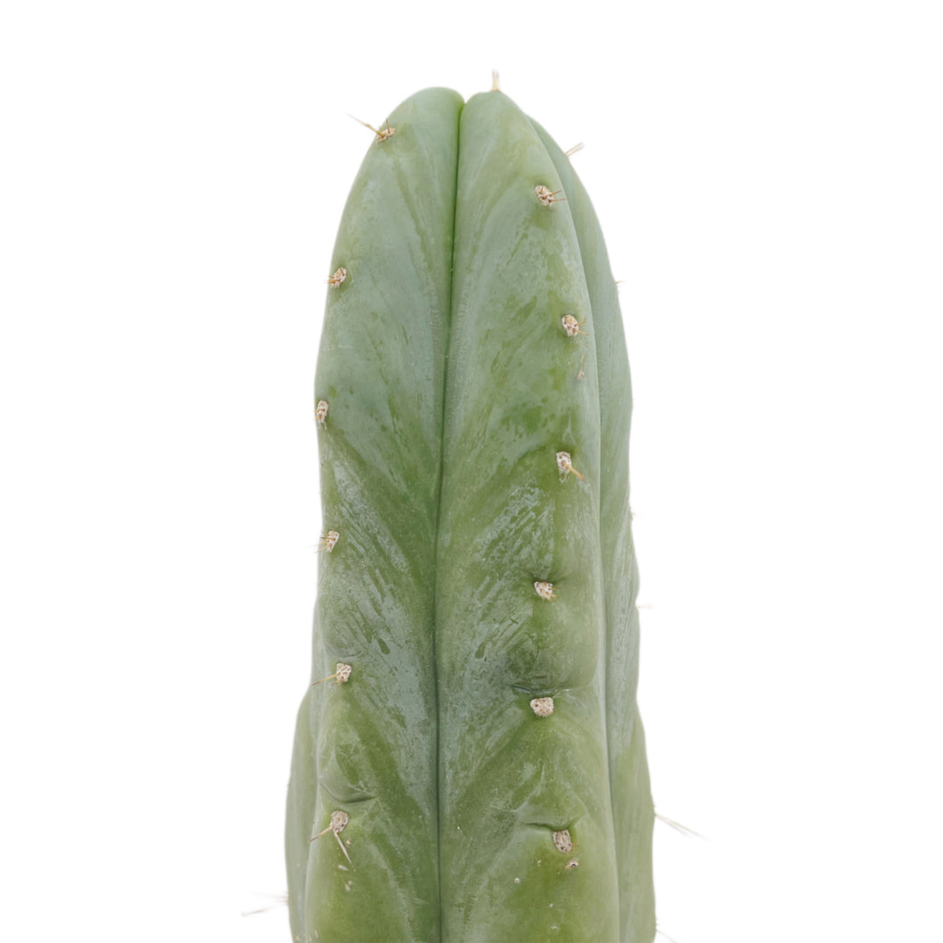 Trichocereus Huanucoensis - Small Cutting (8-12 inch) - San Pedro Source