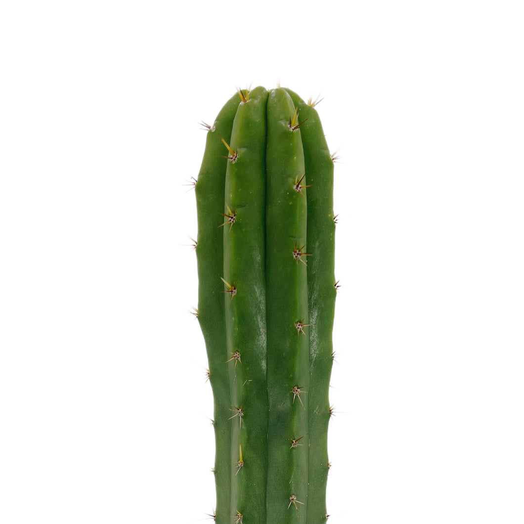 San Pedro Cactus | Trichocereus (Echinopsis) Pachanoi - Non-PC Cultivars / Extra Small (4-8 inches) - San Pedro Source