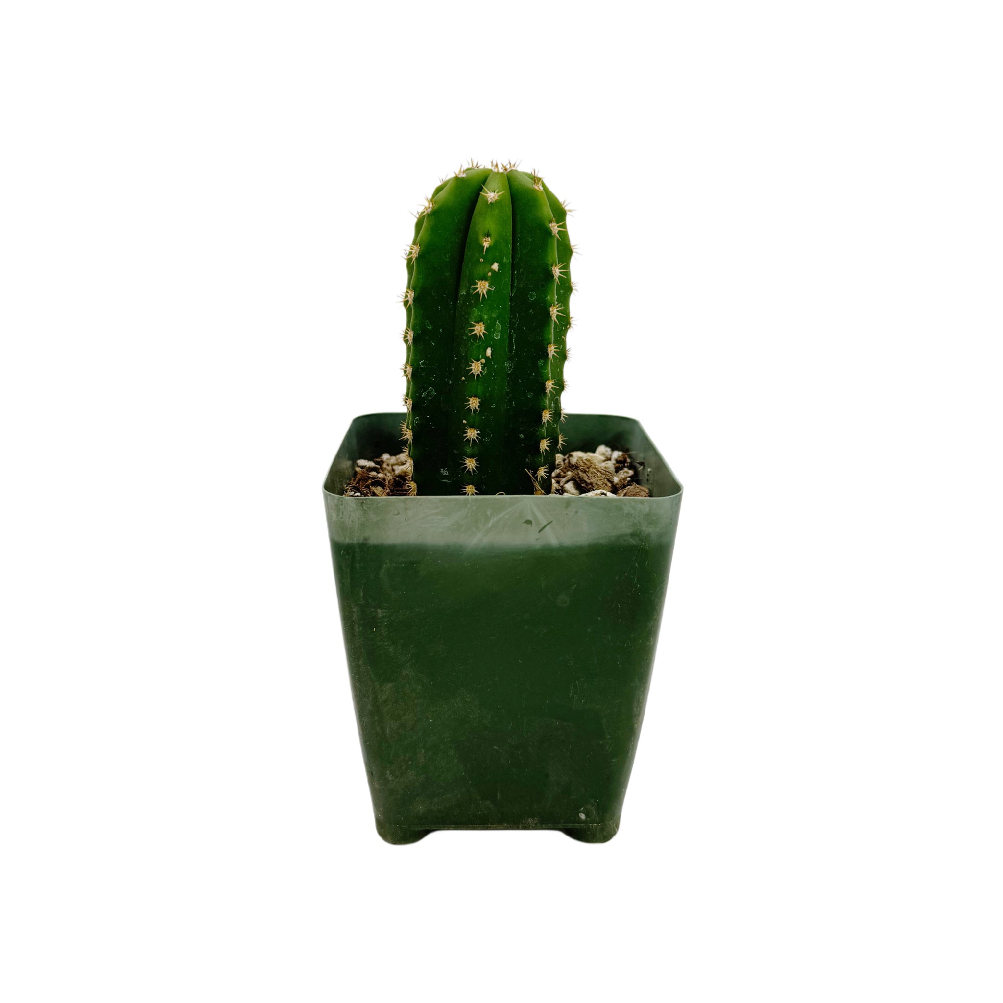 チロスケ様(*^^*) Trichocereus Zelly | Zelly Flowering Hybrids – San Pedro Source