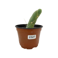 Load image into Gallery viewer, Trichocereus Bridgesii Monstrose | Long Form | Type A | Exact Rooted Plants
