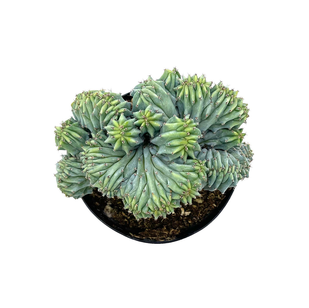 Myrtillocactus Geometrizans Cristata