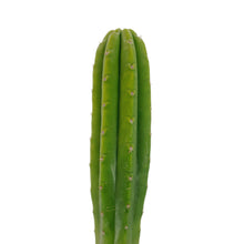 Load image into Gallery viewer, San Pedro Cactus | Echinopsis (Trichocereus) pachanoi
