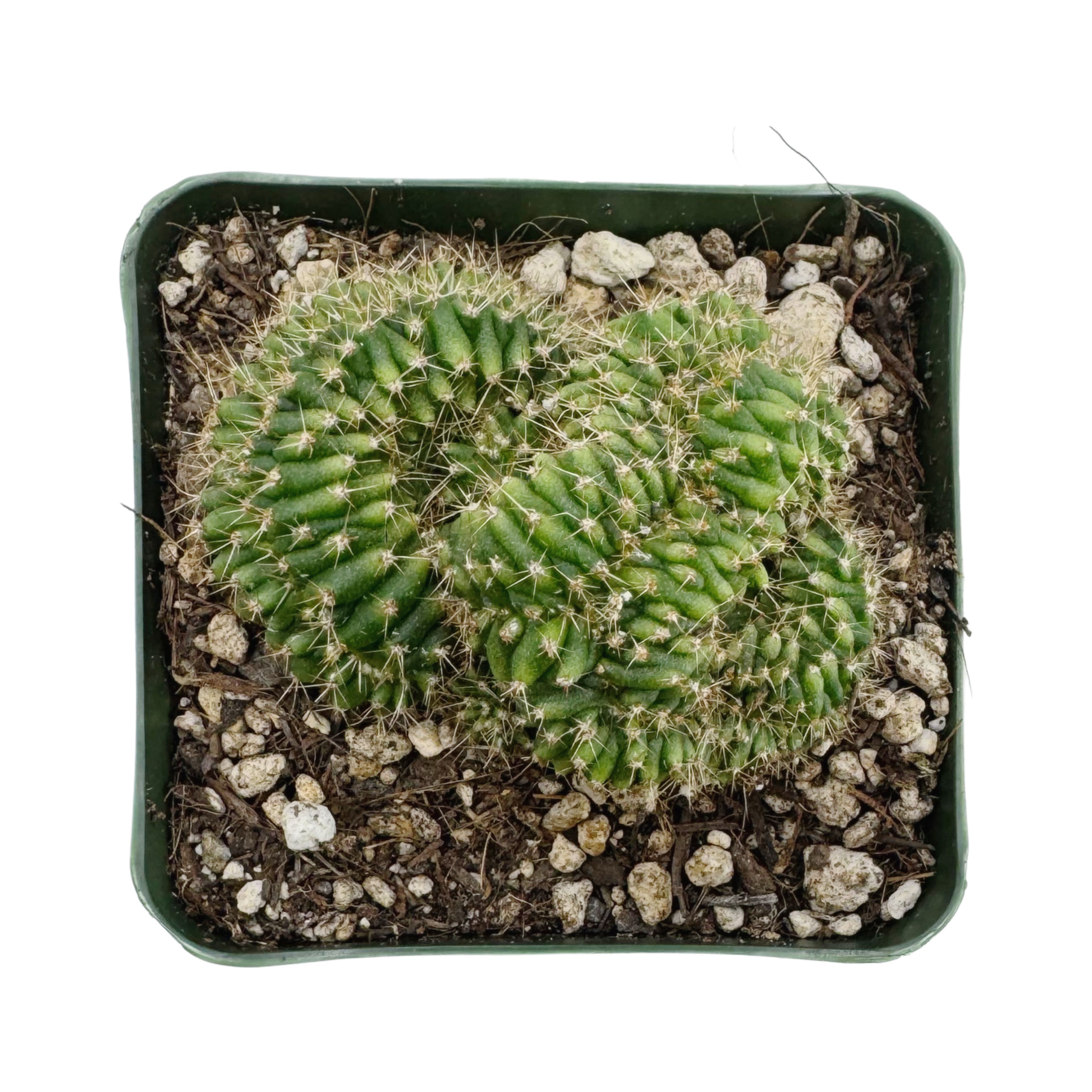crested san pedro cactus for sale Trichocereus Pachanoi Cristata