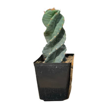 Load image into Gallery viewer, Cereus forbesii Spiralis | Spiral Cactus
