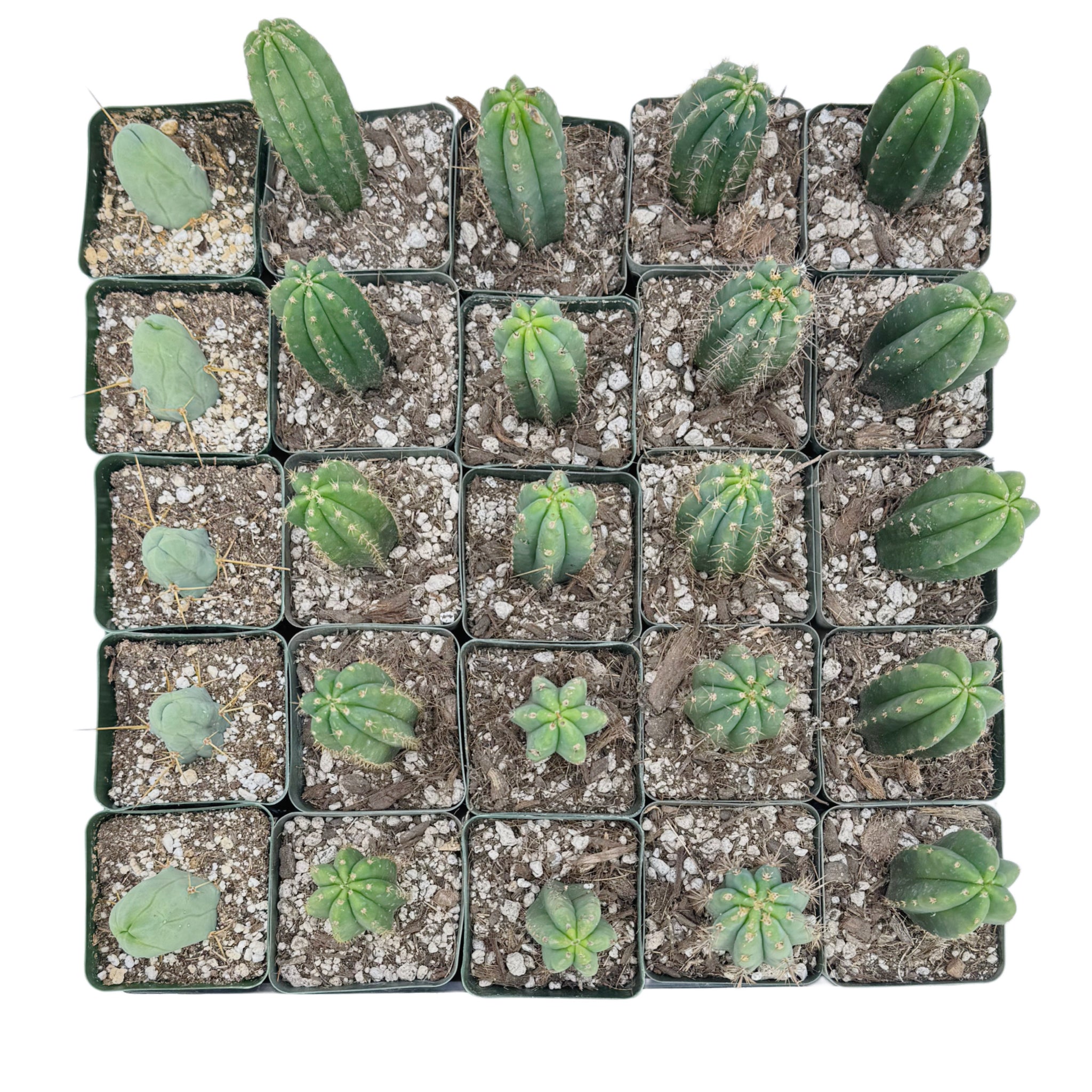 san pedro cactus thailand The San Pedro Cactus Collector's Kit – San Pedro Source