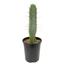 Load image into Gallery viewer, Trichocereus Hybrids | Exact Hybrid Crosses
