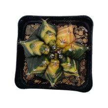 Load image into Gallery viewer, Gymnocalycium mihanovichii variegata | Variegated Moon Cactus
