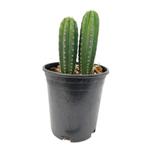 Load image into Gallery viewer, Trichocereus Hybrids | Exact Hybrid Crosses
