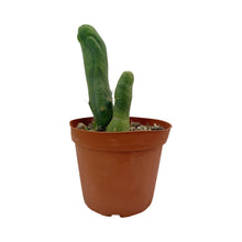 Load image into Gallery viewer, Trichocereus Bridgesii Monstrose | Long Form | Type A | Exact Rooted Plants
