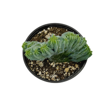 Load image into Gallery viewer, Myrtillocactus Geometrizans Cristata | Blue Candle Crest Cactus - Small (4 inch pot) - San Pedro Source
