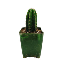 Load image into Gallery viewer, Trichocereus Pachanoi | Non-PC San Pedro Cactus - Rooted / Regular / Seedling (2-4 inch) - San Pedro Source
