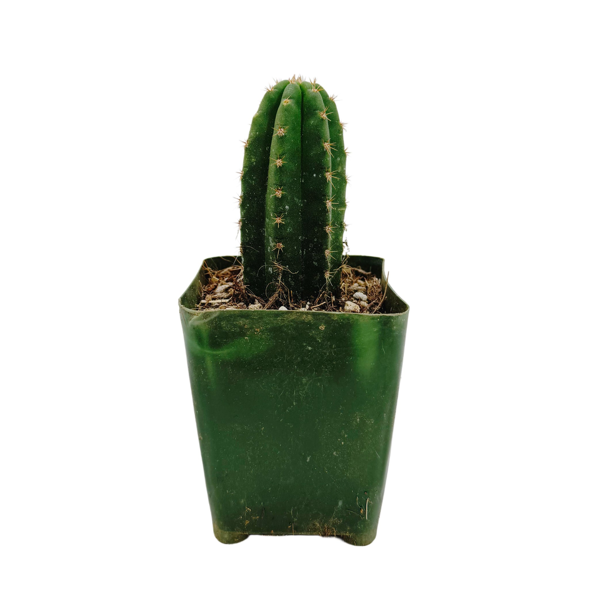 直接渡し 実生Trichocereus pachanoi サンペドロパチャノイ