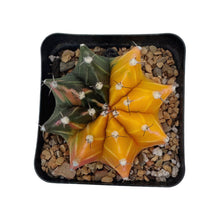 Load image into Gallery viewer, Gymnocalycium mihanovichii variegata | Variegated Moon Cactus
