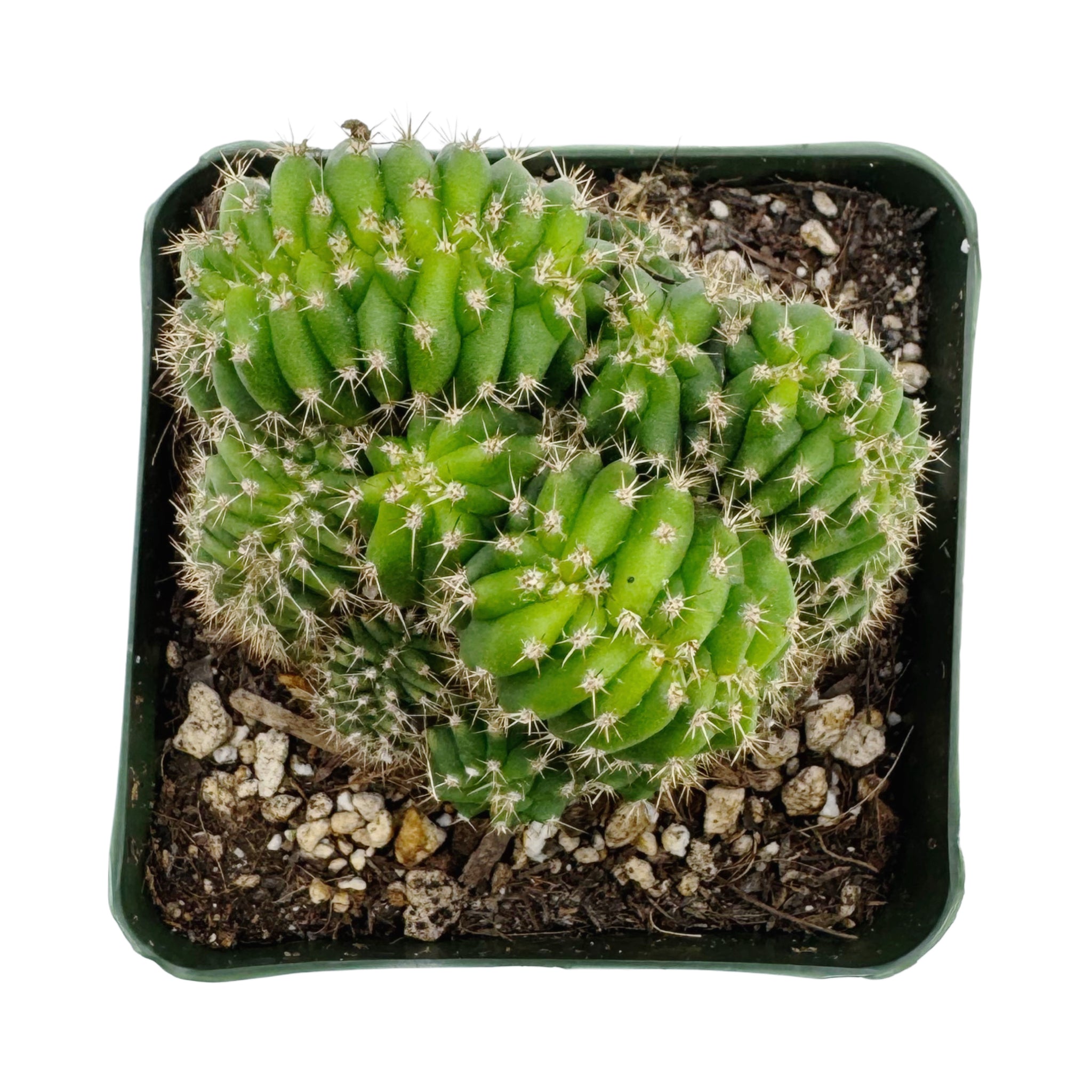 crested san pedro cactus for sale Trichocereus Pachanoi Cristata