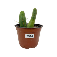 Load image into Gallery viewer, Trichocereus Bridgesii Monstrose | Long Form | Type A | Exact Rooted Plants
