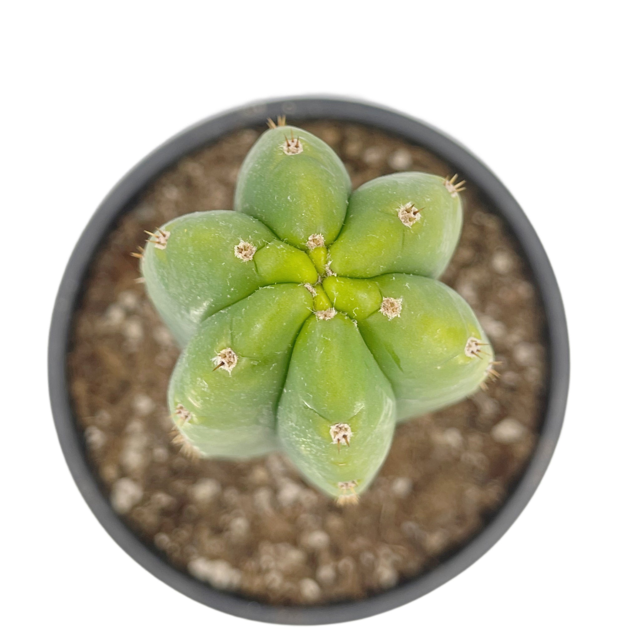non pc san pedro cactus for sale San Pedro Cactus