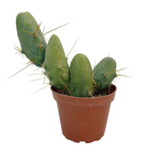 Load image into Gallery viewer, Trichocereus Bridgesii Monstrose | Short Form | Type B | Penis Cactus
