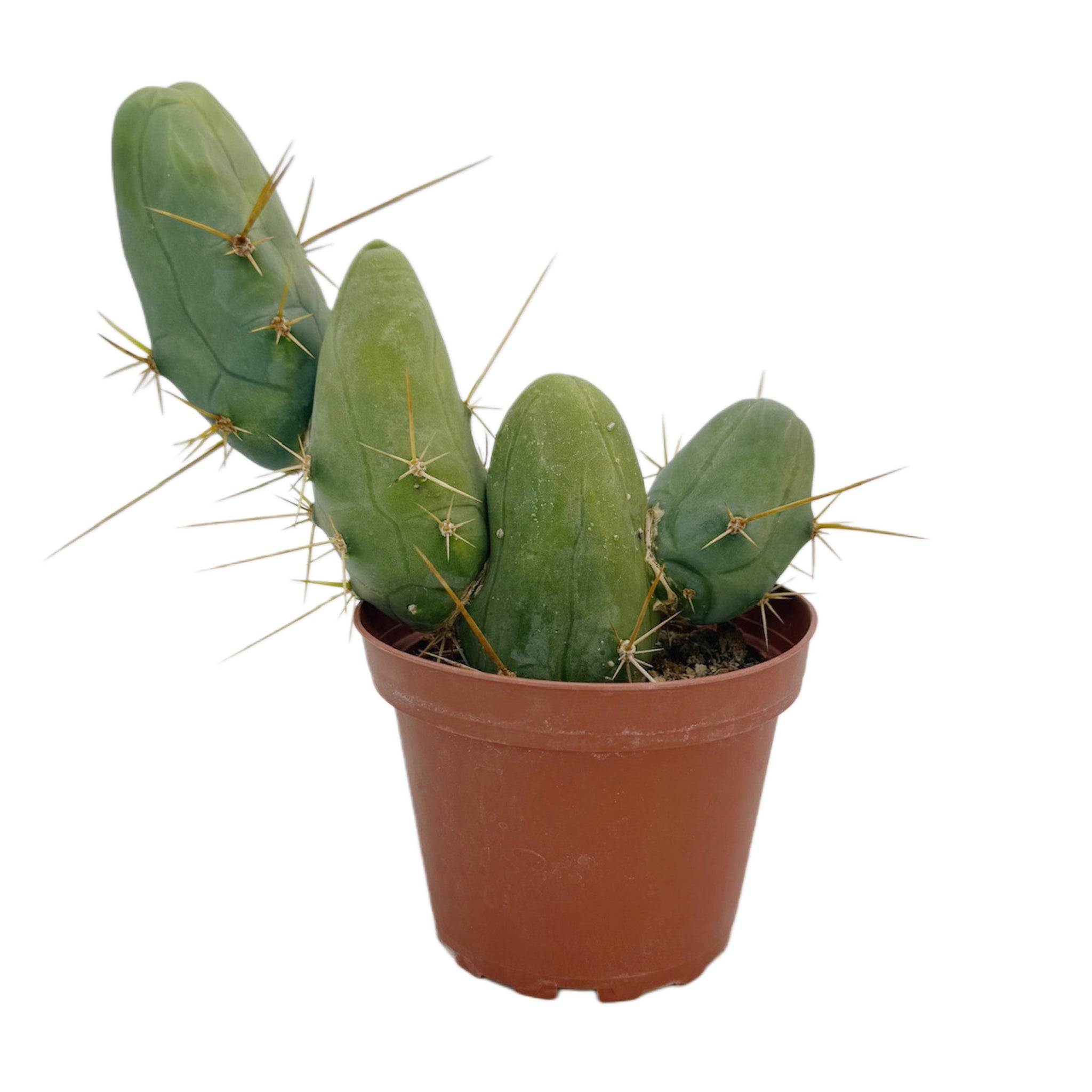 Trichocereus Bridgesii Monstrose | Short Form | Type B