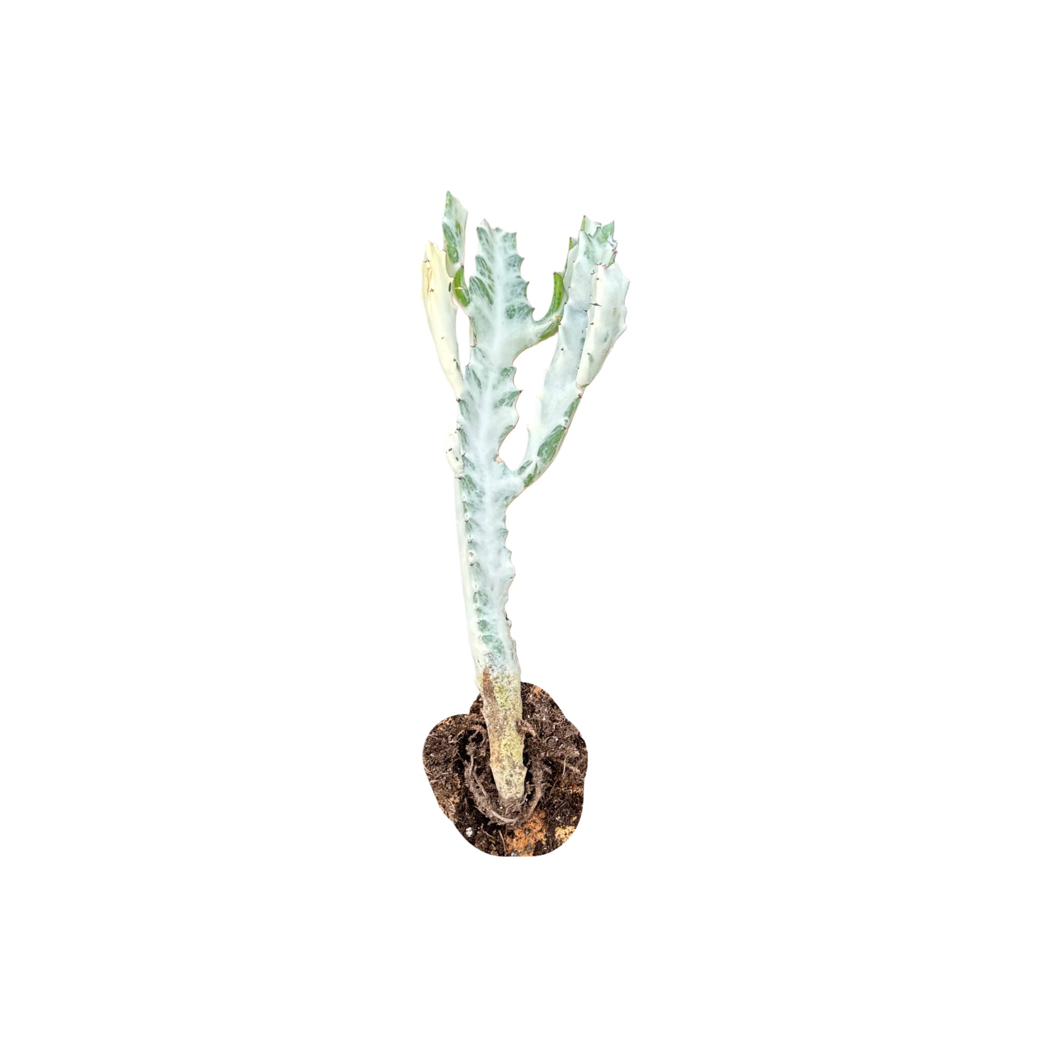 Euphorbia Lactea Variegata