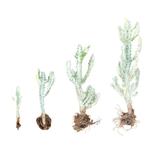 Load image into Gallery viewer, Euphorbia Lactea Variegata | White Ghost Euphorbia
