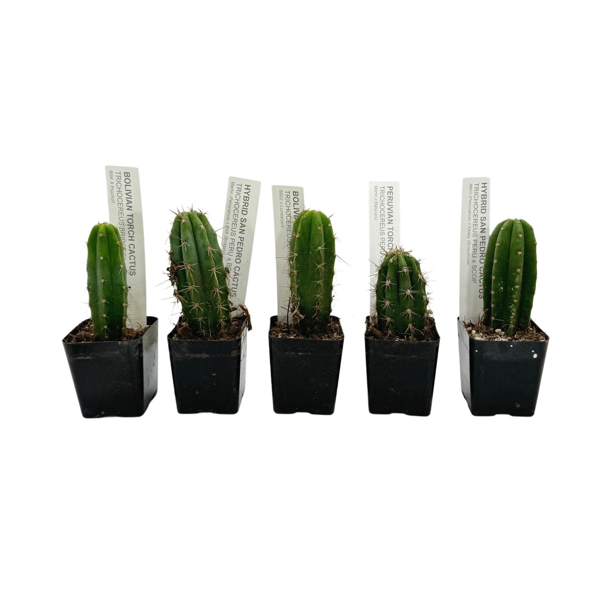 san pedro cactus bunnings Seedling Variety Packs