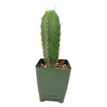 Load image into Gallery viewer, Trichocereus Hybrids | Exact Hybrid Crosses
