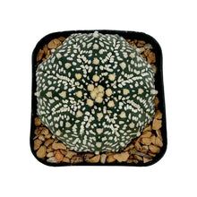 Load image into Gallery viewer, Astrophytum asterias | Sand Dollar Cactus
