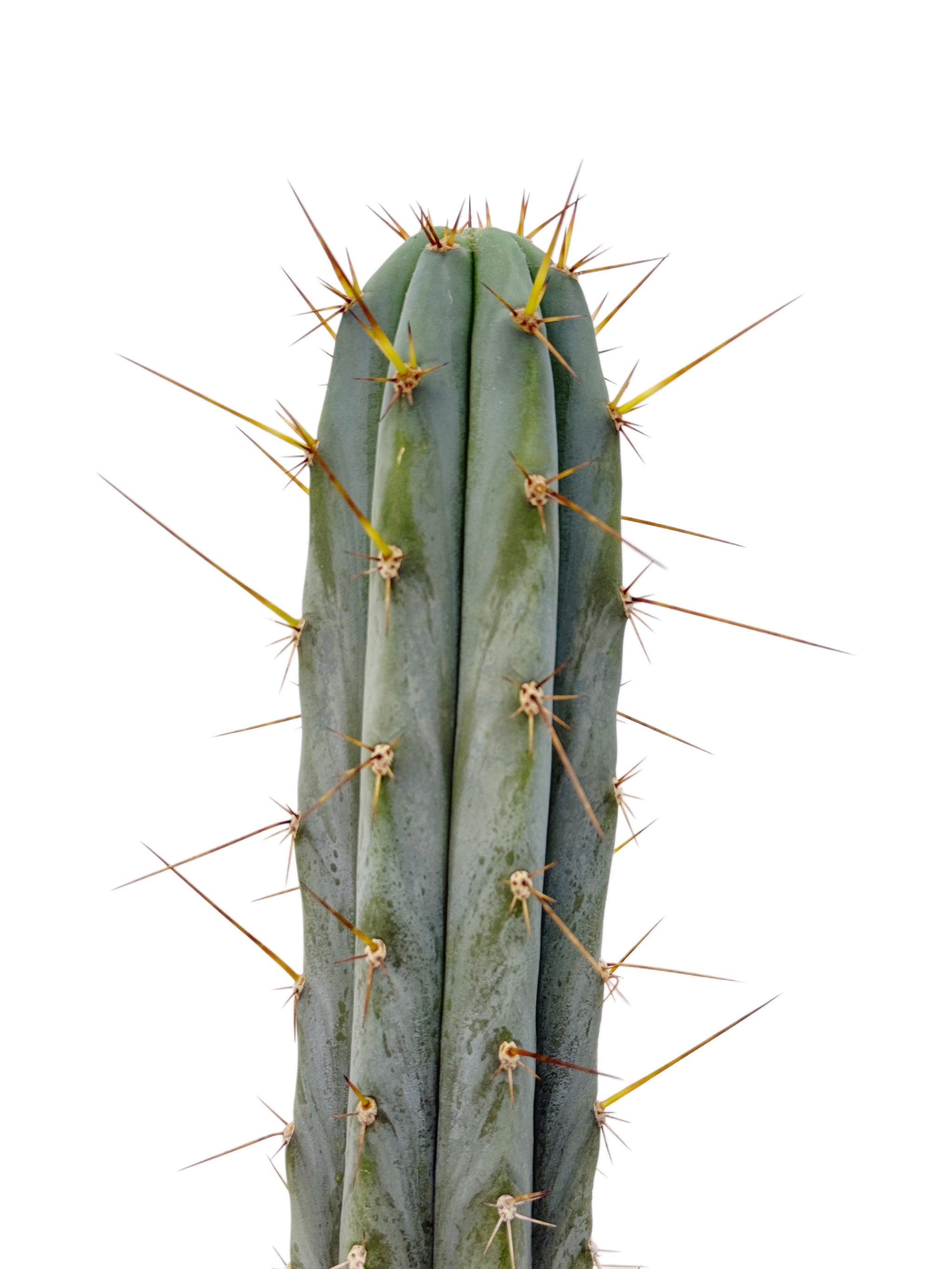 Trichocereus Hybrids | Exact Hybrid Crosses – San Pedro Source