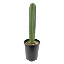 Load image into Gallery viewer, Trichocereus Hybrids | Exact Hybrid Crosses
