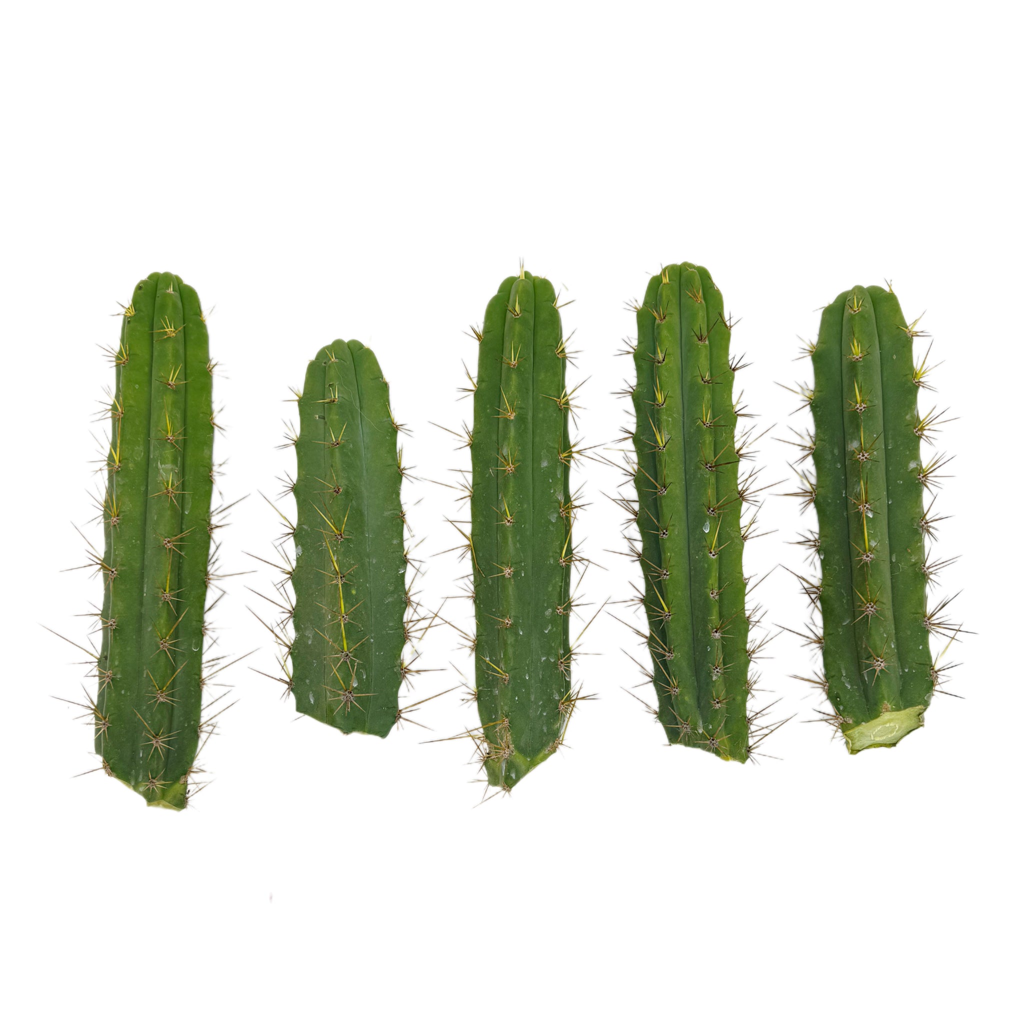 cloning san pedro cactus Trichocereus Bridgesii | Bulk Cutting Packs