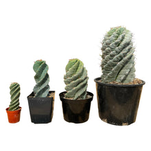 Load image into Gallery viewer, Cereus forbesii Spiralis | Spiral Cactus
