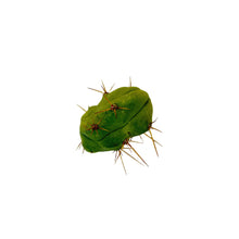 Load image into Gallery viewer, Trichocereus Bridgesii Monstrose Cutting | Short Form | Type B | Penis Cactus Cutting - Small Cutting (1 node) - San Pedro Source
