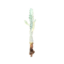 Load image into Gallery viewer, Euphorbia Lactea Variegata | White Ghost Euphorbia

