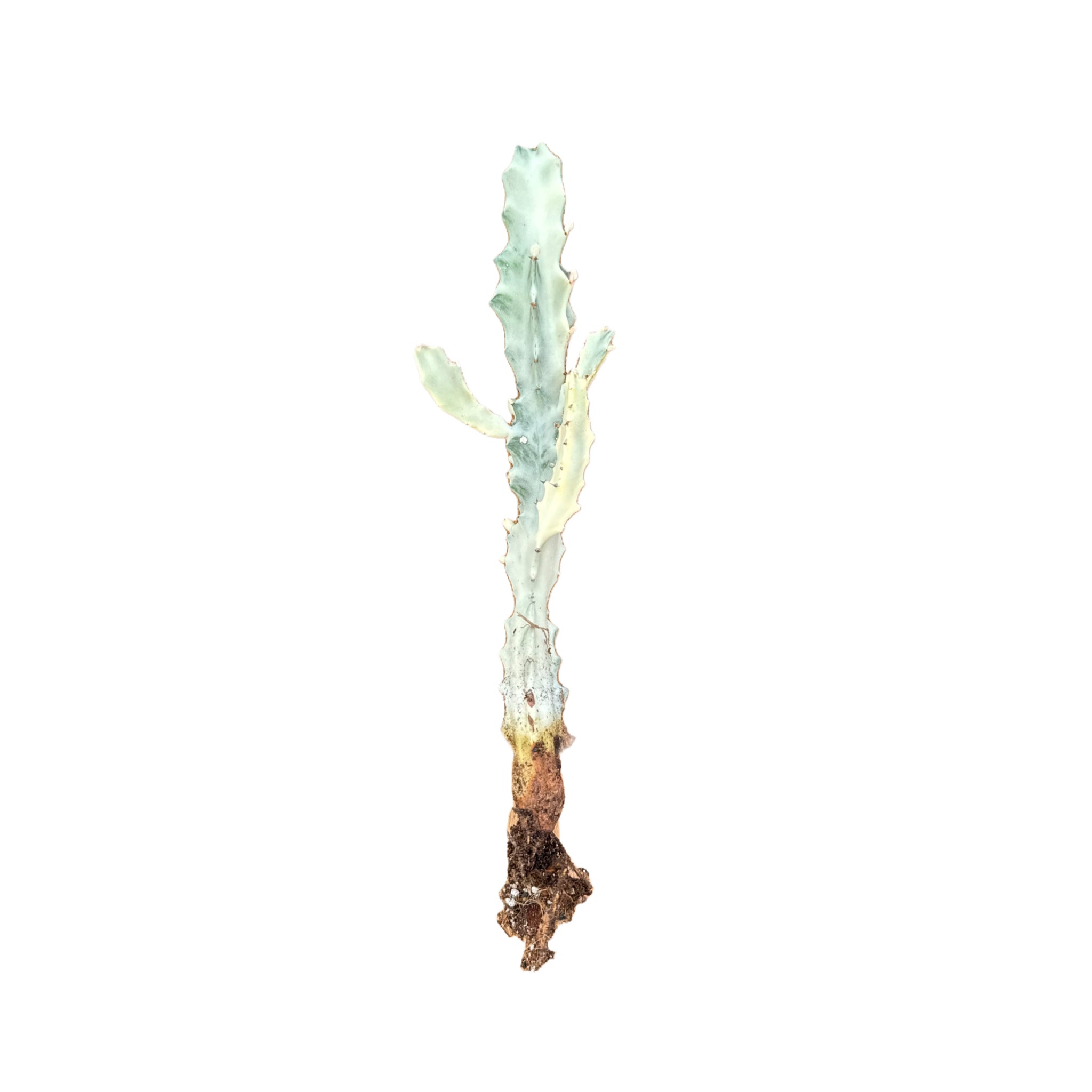 euphorbia lactea variegata Euphorbia Lactea Variegata